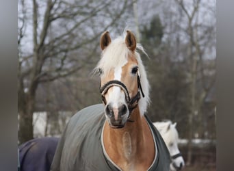 Haflinger, Gelding, 18 years, 14 hh, Chestnut-Red