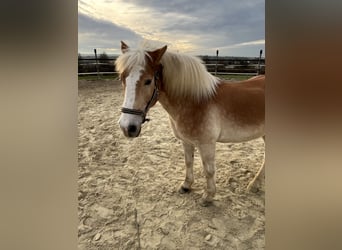 Haflinger, Gelding, 18 years, 15 hh, Brown-Light