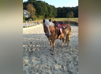 Haflinger, Gelding, 19 years, 14.2 hh, Chestnut-Red