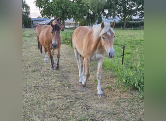 Haflinger, Gelding, 1 year, 14.1 hh, Chestnut-Red