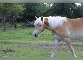 Haflinger, Gelding, 1 year, 14.1 hh, Chestnut-Red