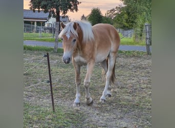 Haflinger, Gelding, 1 year, 14.1 hh, Chestnut-Red