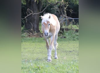 Haflinger, Gelding, 1 year, 14.1 hh, Chestnut-Red