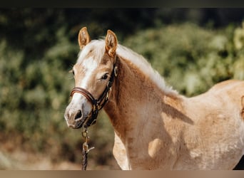 Haflinger, Gelding, 1 year, 14.3 hh