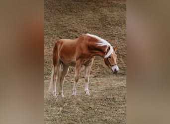 Haflinger, Gelding, 1 year, 14,2 hh, Chestnut-Red