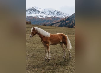 Haflinger, Gelding, 1 year, 14,3 hh, Chestnut-Red