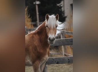 Haflinger, Gelding, 1 year, 14,3 hh, Chestnut-Red