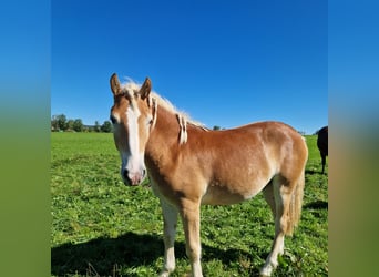 Haflinger, Gelding, 1 year, 15.1 hh, Palomino