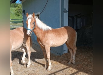 Haflinger, Gelding, 1 year, Chestnut