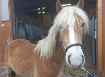 Haflinger, Gelding, 1 year, Chestnut-Red