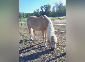 Haflinger, Gelding, 20 years, 14.2 hh, Chestnut-Red
