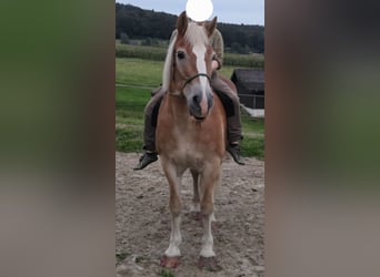 Haflinger, Gelding, 22 years, 14.1 hh, Chestnut-Red