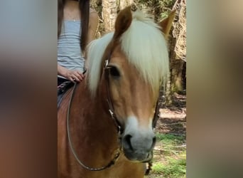 Haflinger, Gelding, 22 years, 14.2 hh