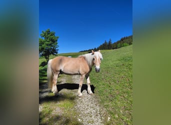 Haflinger, Gelding, 23 years, 14.2 hh, Chestnut-Red