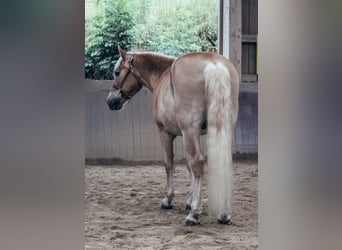 Haflinger, Gelding, 24 years, 14,1 hh, Chestnut-Red