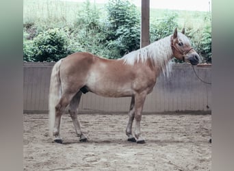 Haflinger, Gelding, 24 years, 14,1 hh, Chestnut-Red