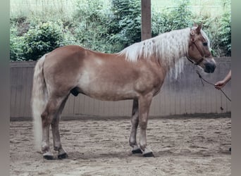 Haflinger, Gelding, 24 years, 14,1 hh, Chestnut-Red