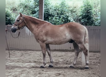 Haflinger, Gelding, 24 years, 14,1 hh, Chestnut-Red