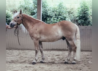 Haflinger, Gelding, 24 years, 14,1 hh, Chestnut-Red
