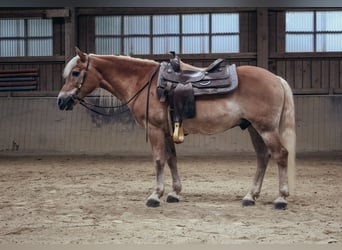 Haflinger, Gelding, 24 years, 14,1 hh, Chestnut-Red