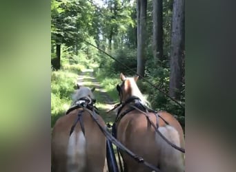 Haflinger, Gelding, 24 years, 14,1 hh, Chestnut-Red