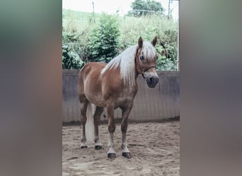 Haflinger, Gelding, 24 years, 14,1 hh, Chestnut-Red