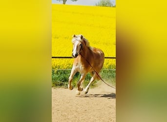Haflinger, Gelding, 24 years, 14,2 hh, Brown-Light