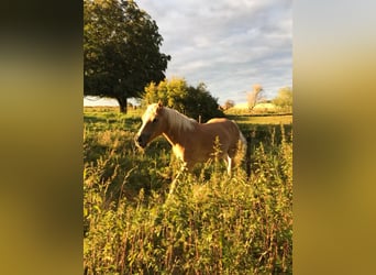 Haflinger, Gelding, 24 years