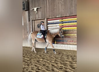 Haflinger, Gelding, 26 years, 14.1 hh