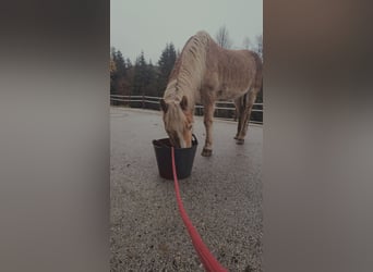 Haflinger, Gelding, 29 years, Chestnut-Red