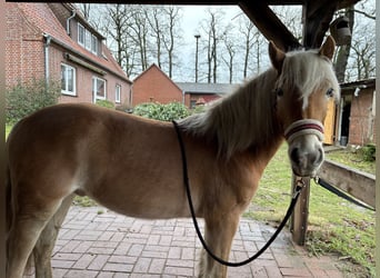 Haflinger, Gelding, 2 years, 12,3 hh, Chestnut-Red