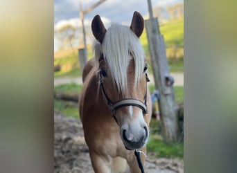 Haflinger, Gelding, 2 years, 13,1 hh