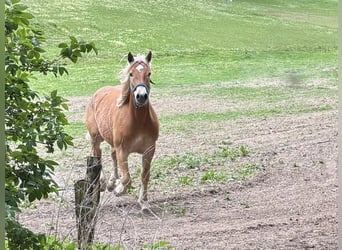 Haflinger Mix, Gelding, 2 years, 14.1 hh, Brown-Light