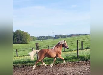 Haflinger, Gelding, 2 years, 14,1 hh, Chestnut