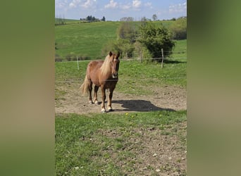 Haflinger Mix, Gelding, 2 years, 14.1 hh, Chestnut-Red