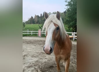 Haflinger, Gelding, 2 years, 14.1 hh, Chestnut-Red
