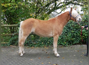 Haflinger, Gelding, 2 years, 14,1 hh