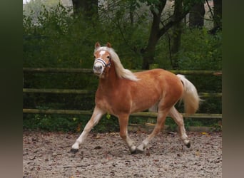 Haflinger, Gelding, 2 years, 14,1 hh