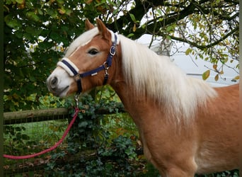 Haflinger, Gelding, 2 years, 14,1 hh