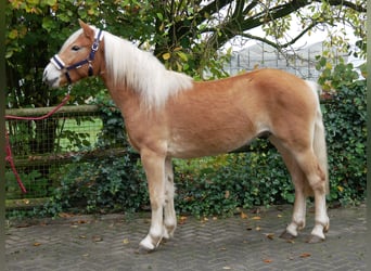 Haflinger, Gelding, 2 years, 14,1 hh