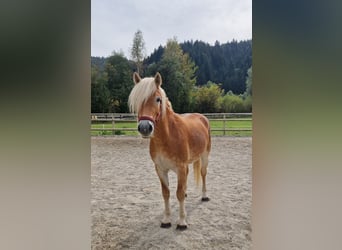 Haflinger, Gelding, 2 years, 14.2 hh, Chestnut-Red