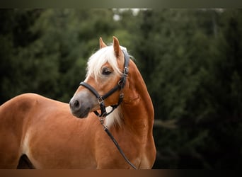 Haflinger, Gelding, 2 years, 14.2 hh, Chestnut-Red