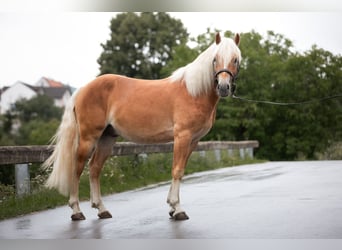 Haflinger, Gelding, 2 years, 14.2 hh, Chestnut-Red