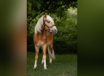 Haflinger, Gelding, 2 years, 14.2 hh, Chestnut-Red