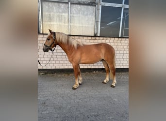 Haflinger, Gelding, 2 years, 14.2 hh, Chestnut-Red