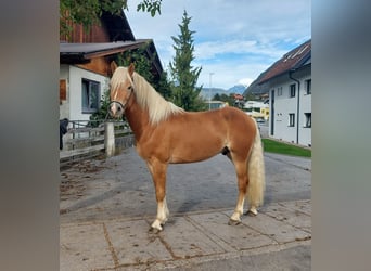 Haflinger, Wallach, 2 Jahre, 14,2 hh