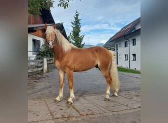 Haflinger, Wallach, 2 Jahre, 14,2 hh