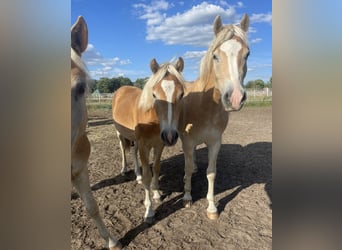 Haflinger, Gelding, 2 years, 14,3 hh, Chestnut-Red