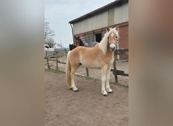 Haflinger, Gelding, 2 years, 14.3 hh, Chestnut-Red