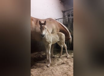 Haflinger, Gelding, 2 years, 14.3 hh, Chestnut-Red